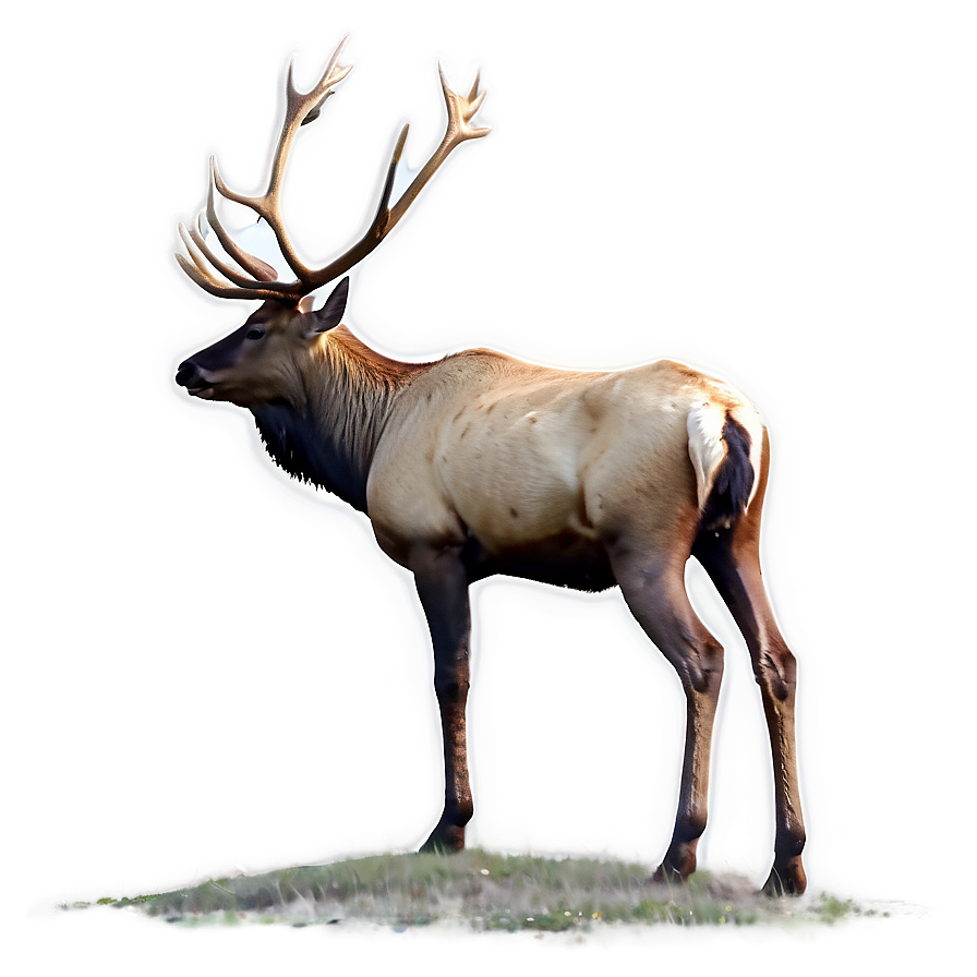 Elk In Nature Png 15