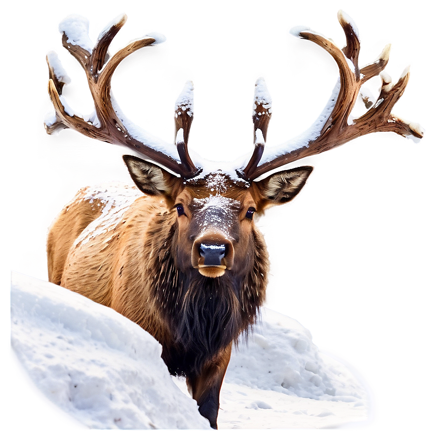 Elk In Snow Png Ajp