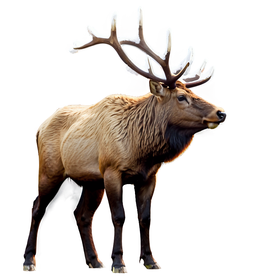 Elk In Snow Png Owy