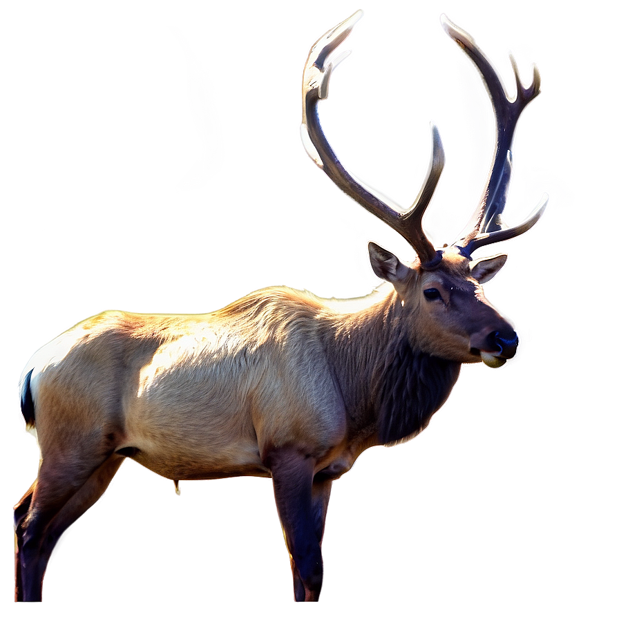 Elk In The Wild Png Qga70