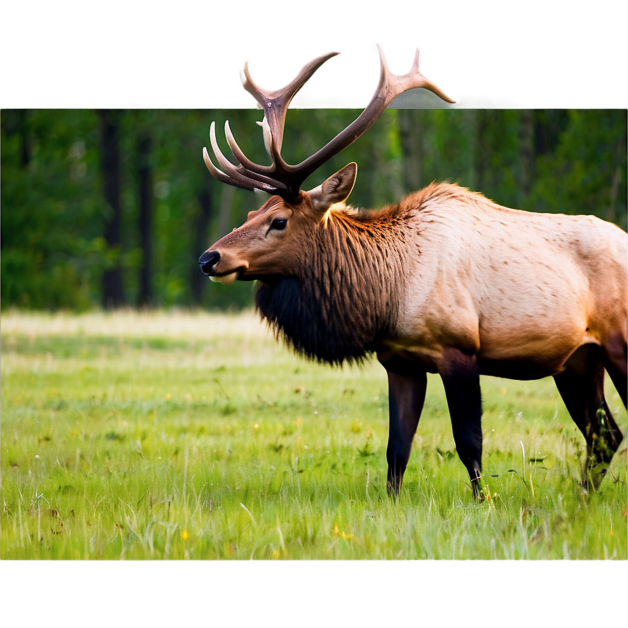 Elk Roaming Png 05242024