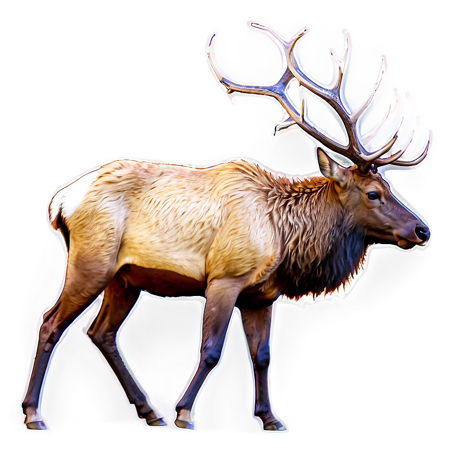 Elk Side View Png 36