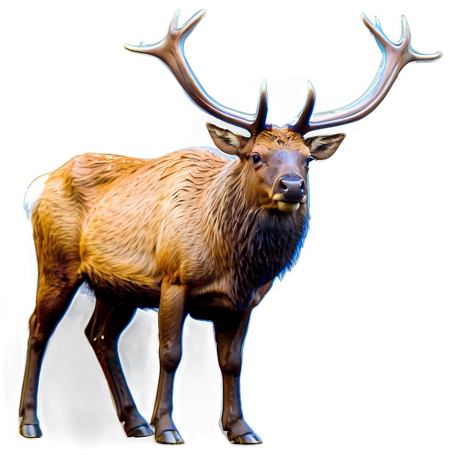 Elk Sketch Png 37