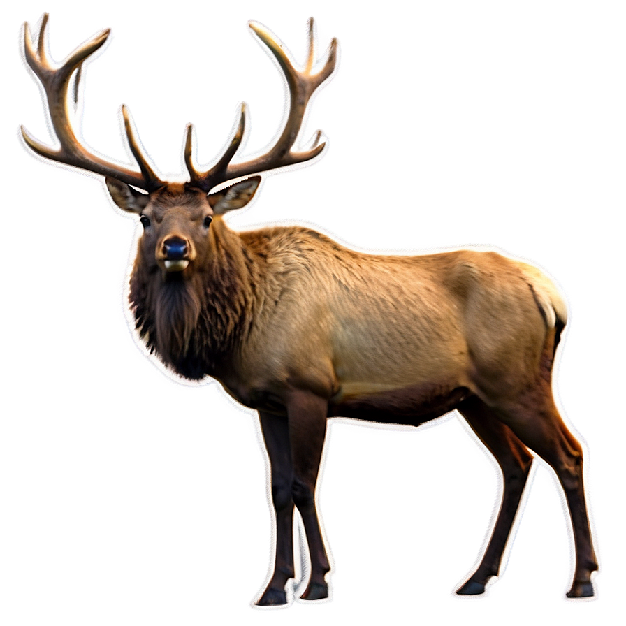 Elk Stance Png 05242024