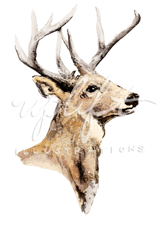 Deer - Elk, HD Png Download PNG with transparent background
