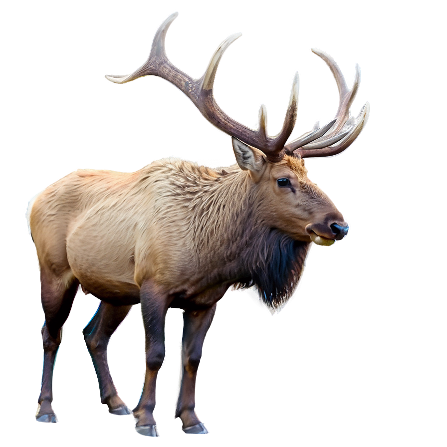 Elk Wildlife Png 86