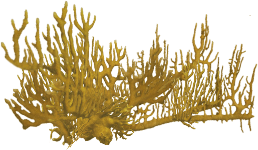 Transparent Coral Png - Coral Reef Png Red, Png Download PNG with transparent background
