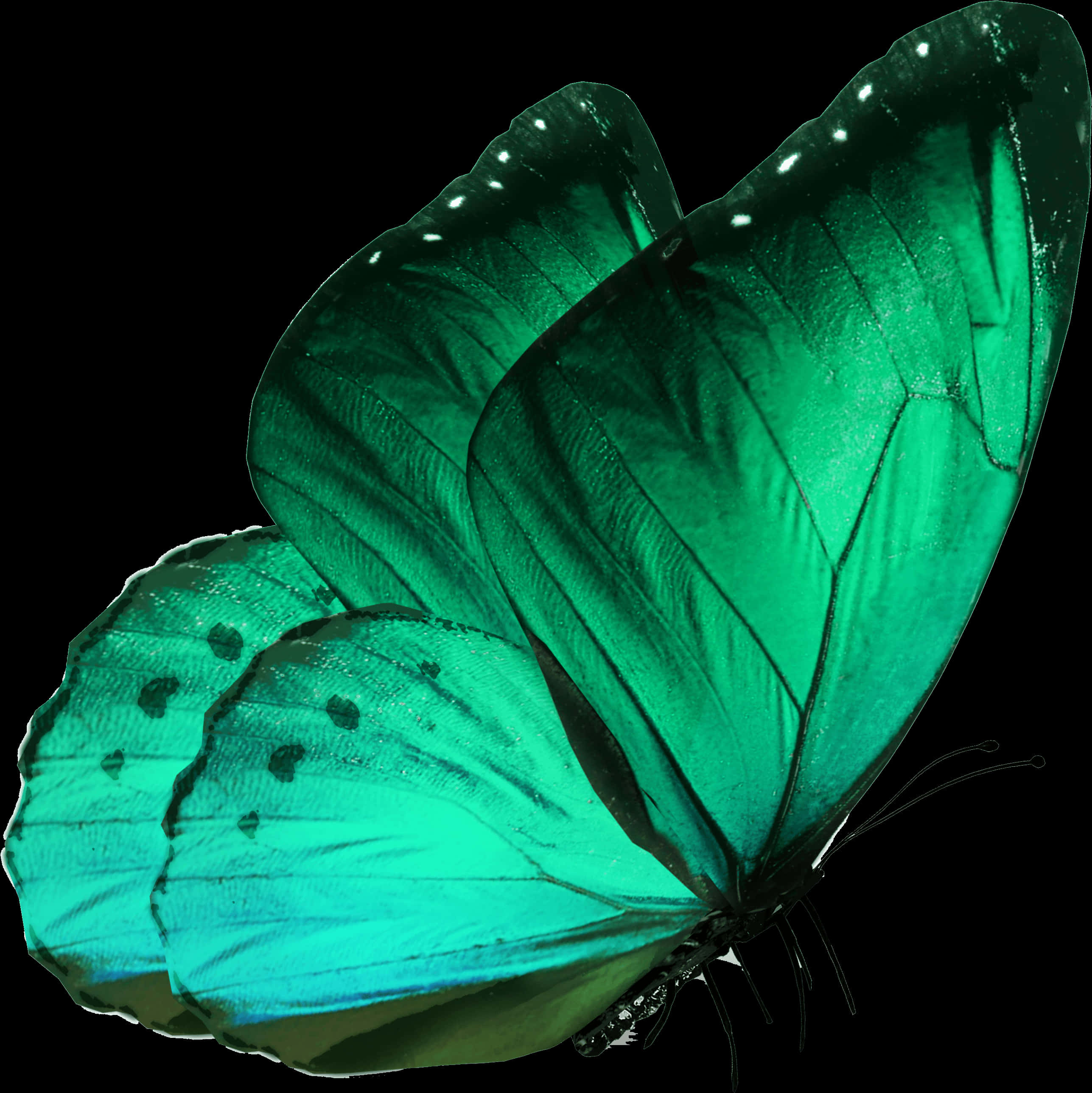 Green Morpho Butterfly Side View PNG with transparent background