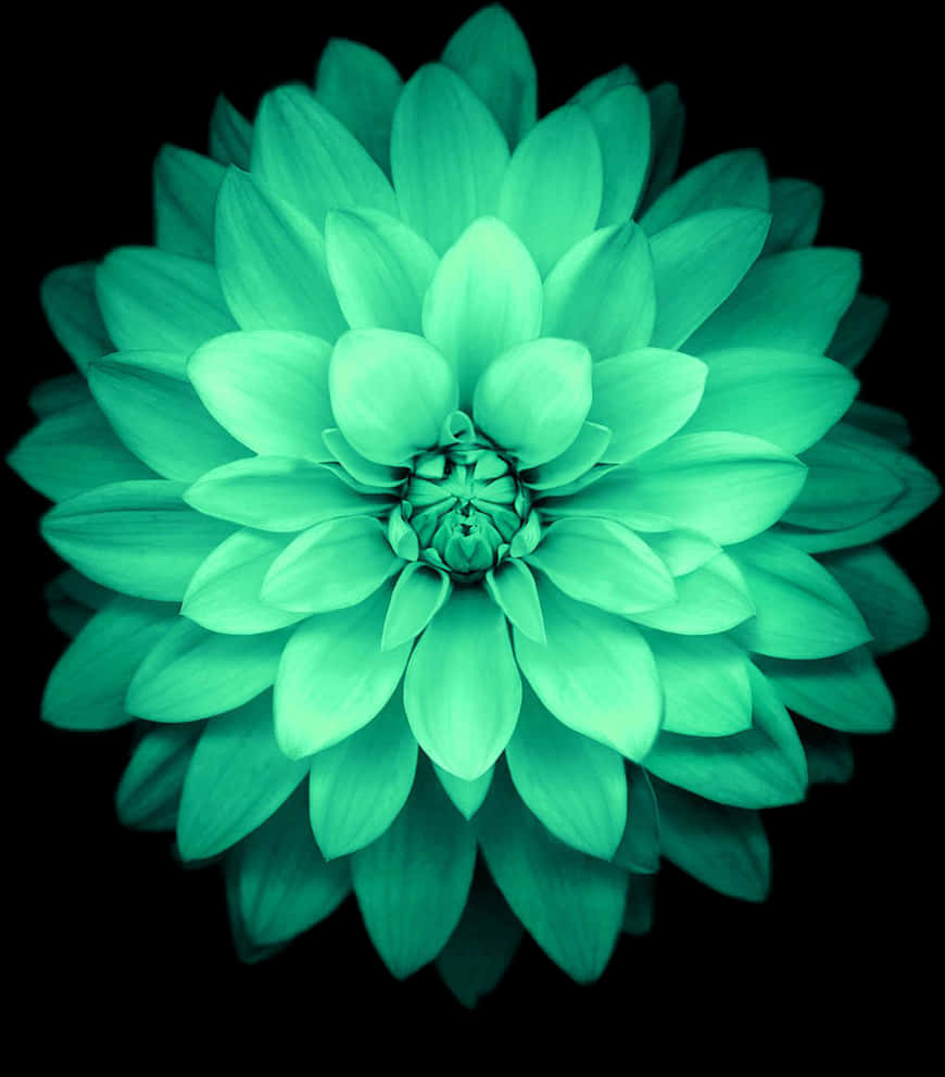 Emerald Dahlia Bloom PNG with transparent background