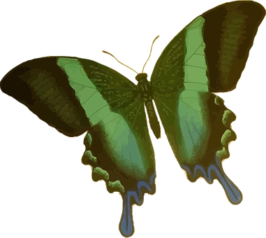 Emerald Green Butterfly Illustration