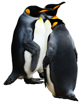 Emperor Penguins Bonding PNG with transparent background