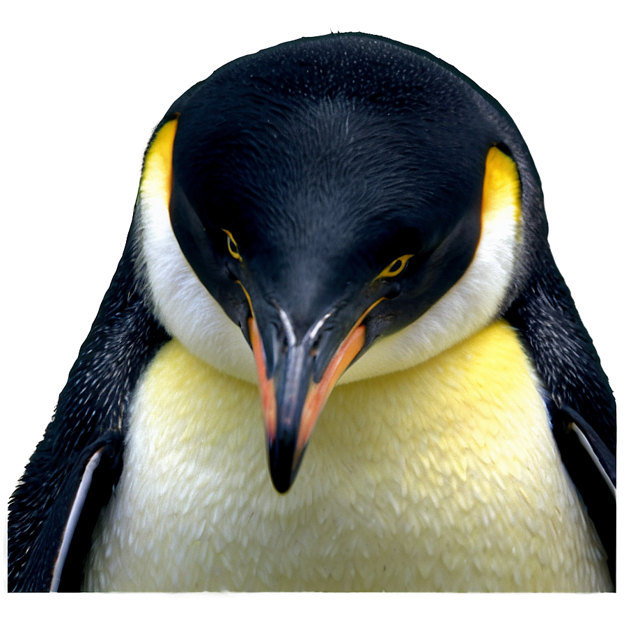 Emperor Penguins Png 06112024