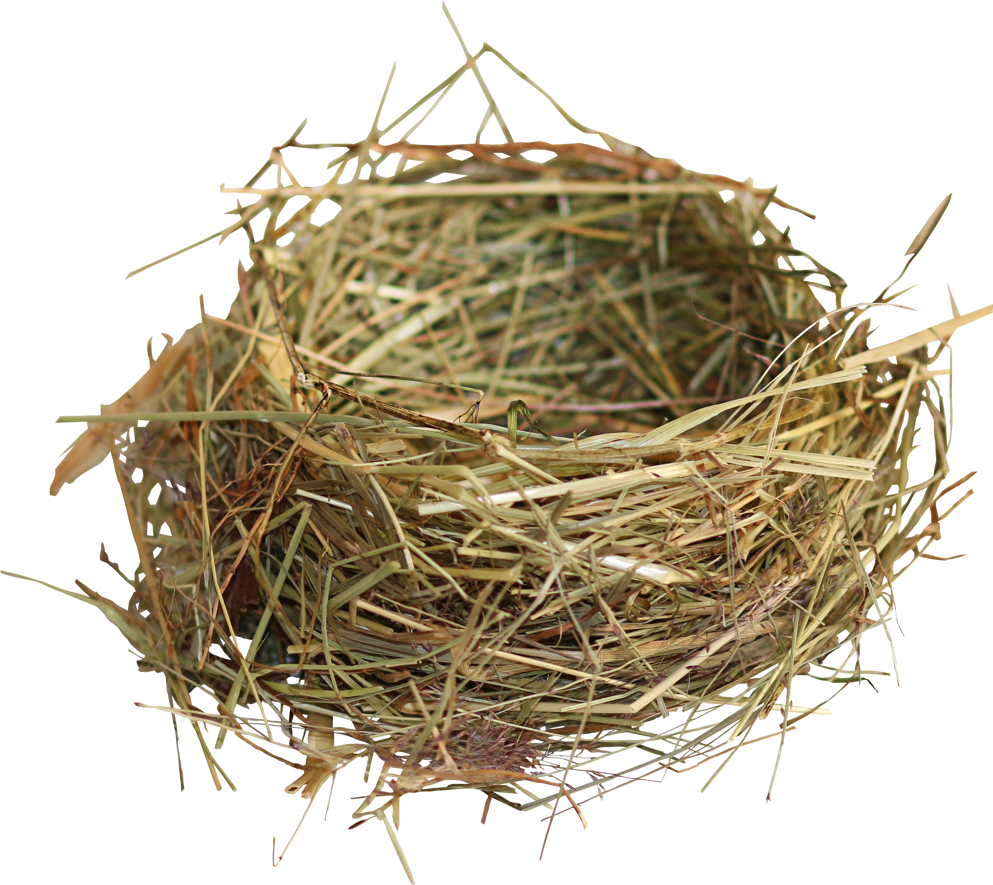 Empty Bird Nest Isolated