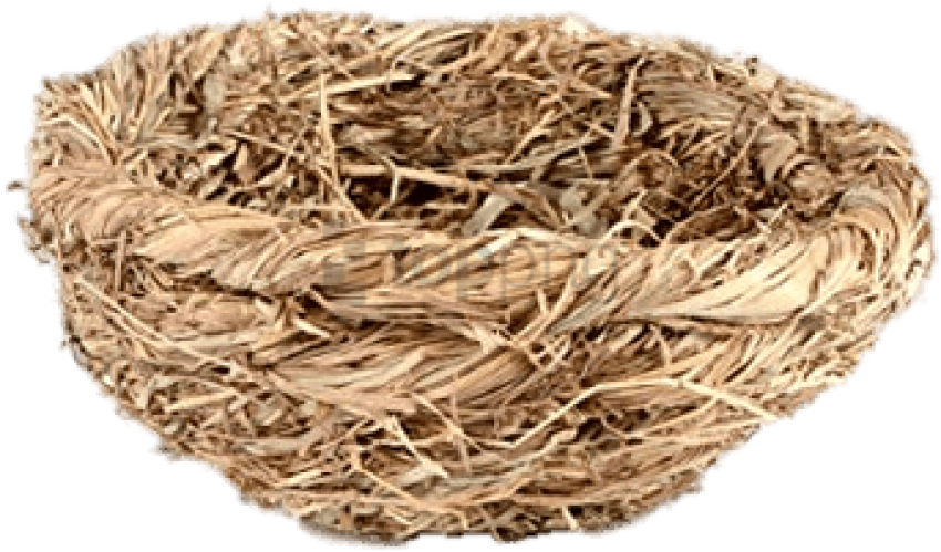 Empty Bird Nest Texture