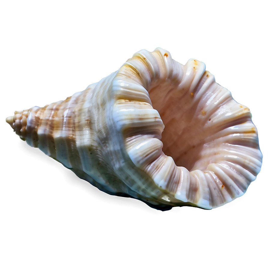 Empty Conch Shell Png Lkh16 Image