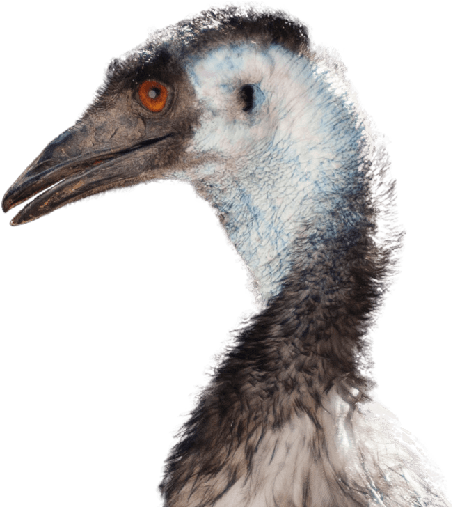 Emu Head Portrait