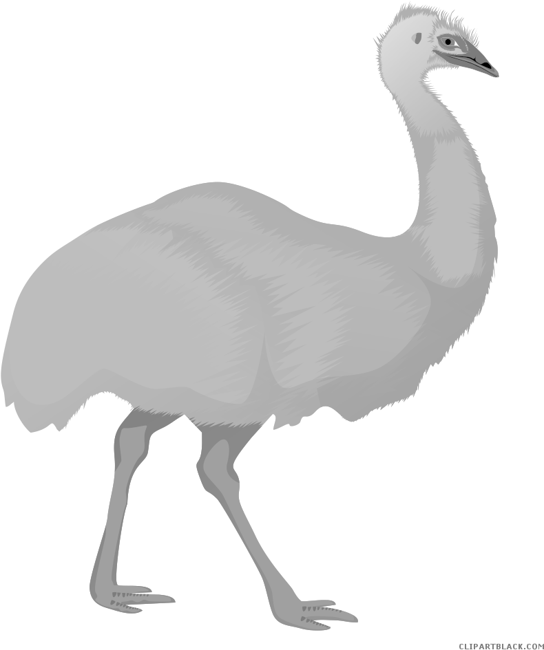 Emu Illustration Graphic