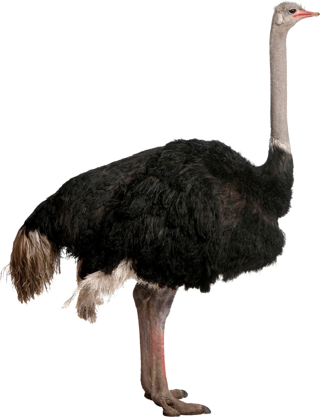 Emu Profile Isolated.png