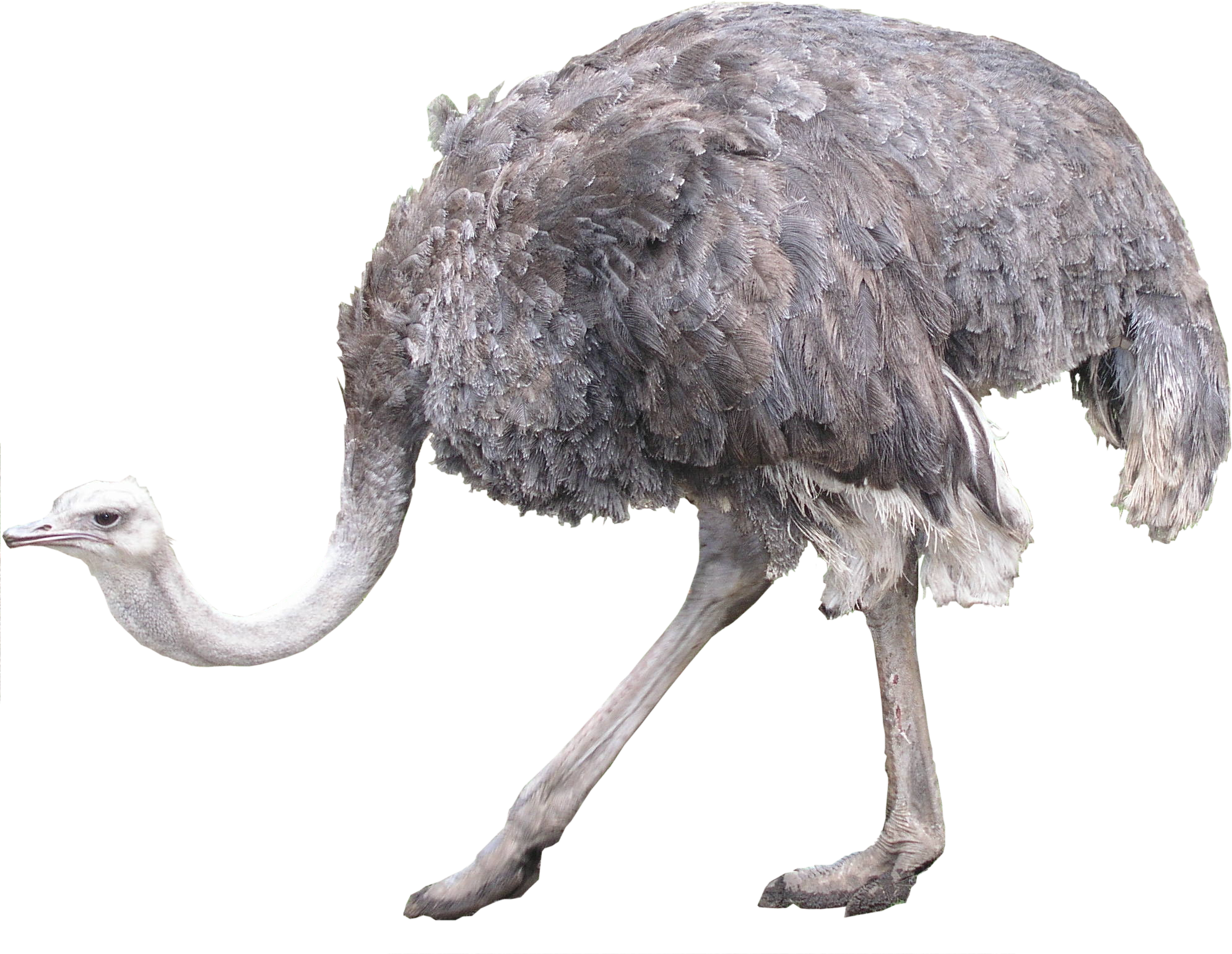 Emu Side View Profile