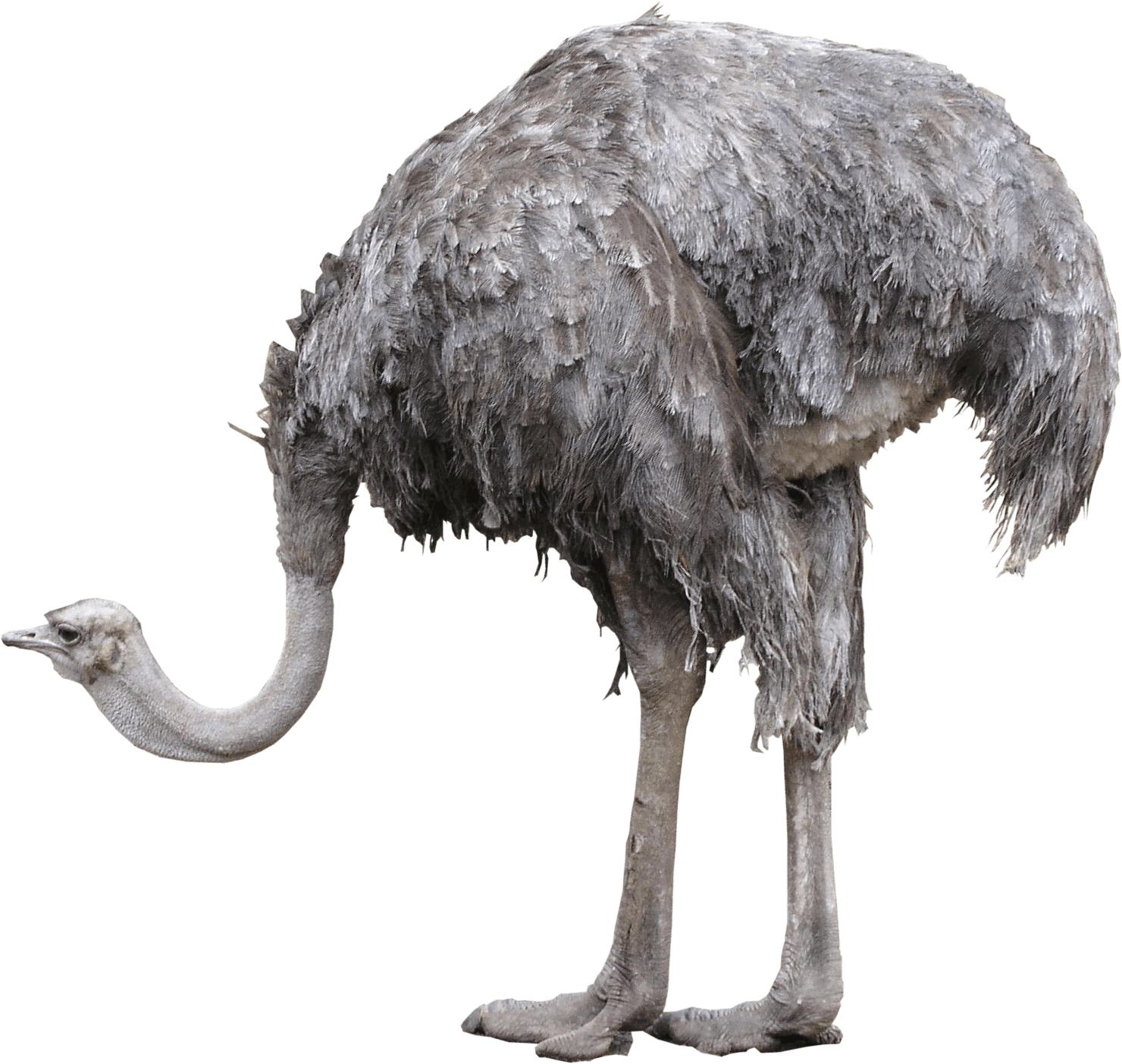 Emu Standing Side View