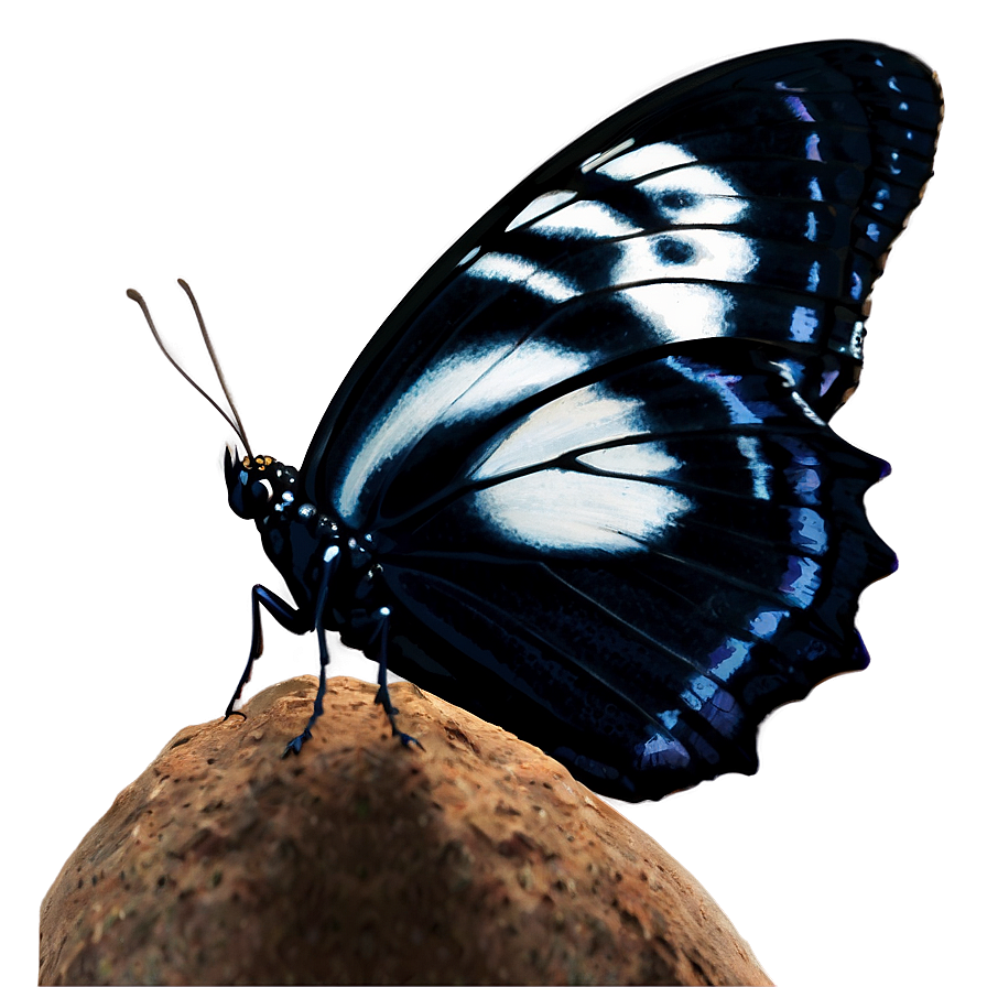 Enchanted Black Butterfly Png 06252024