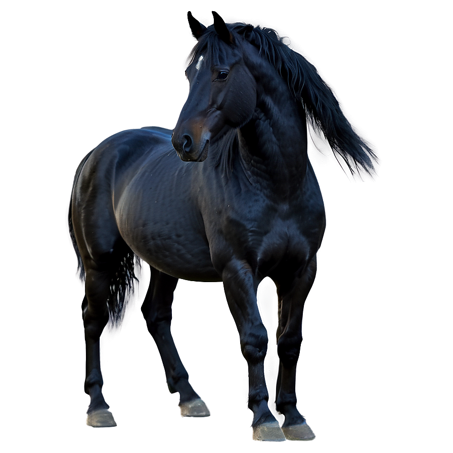 Enchanted Black Horse Magic Png 06262024