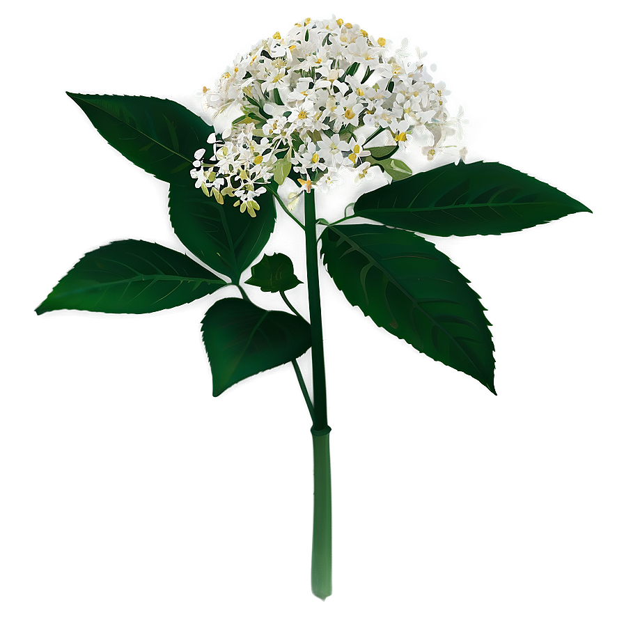 Enchanted Elderflower Png 06252024