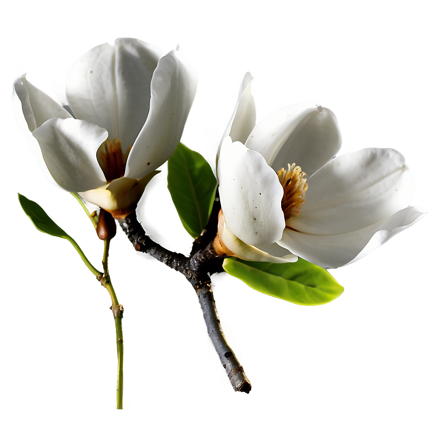 Enchanted Magnolia Flower Png Wpa