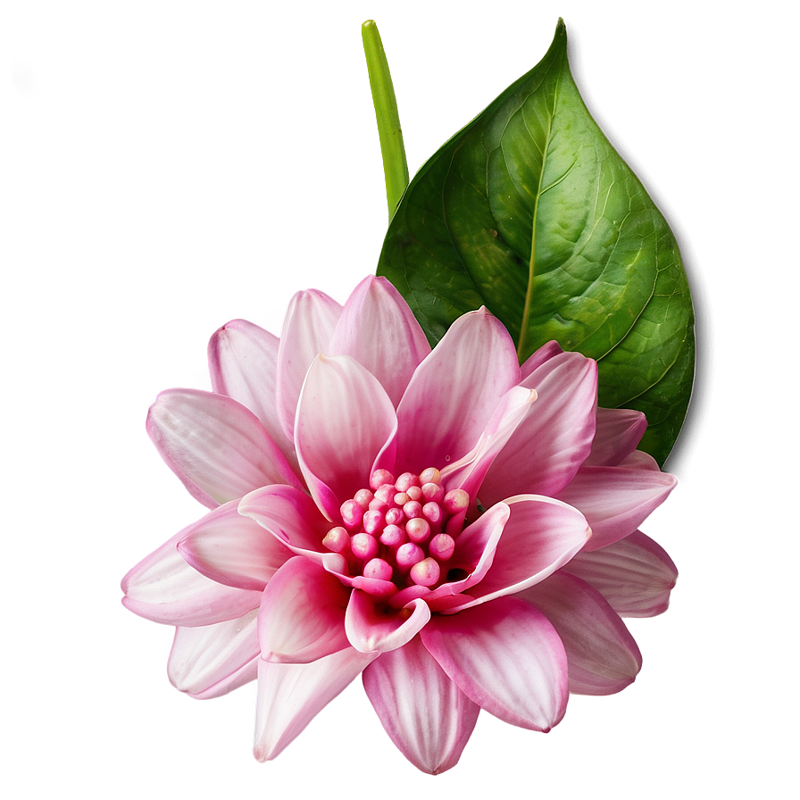 Enchanted Pink Flower Png Wdu