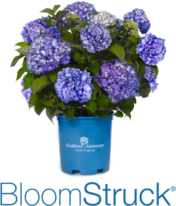 Bloomstruck - Summer Crush Hydrangea, HD Png Download PNG with transparent background