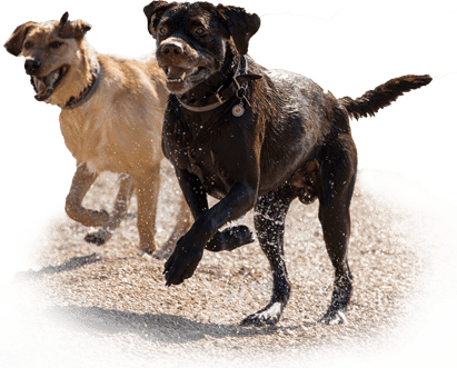 Two Dogs Running On A Beach - Labrador Running PNG with transparent background