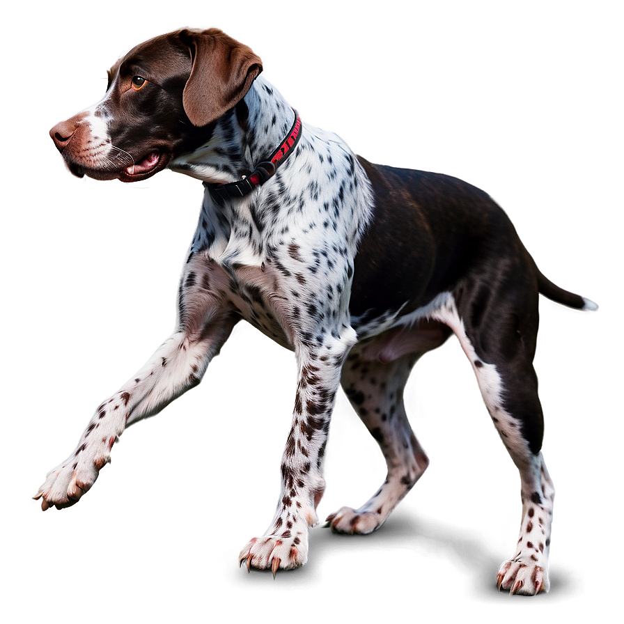 Energetic German Shorthaired Pointer Png 06292024