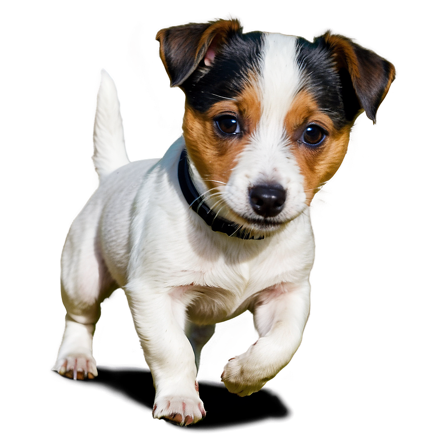 Energetic Jack Russell Dog Png 73