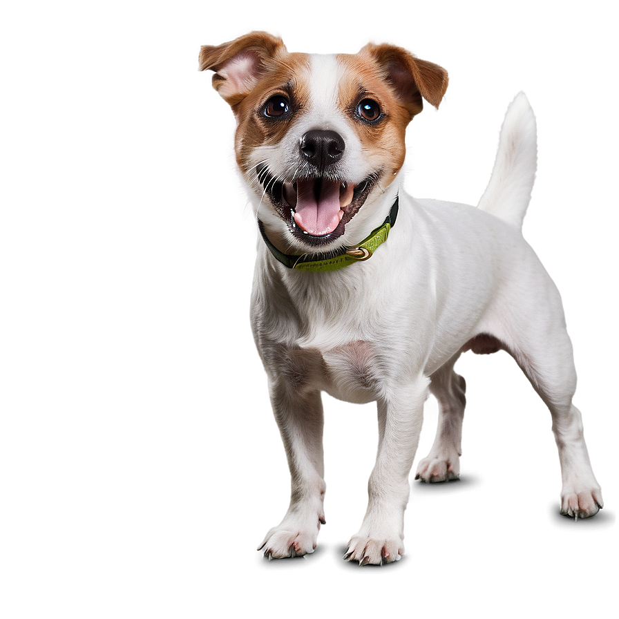 Energetic Jack Russell Dog Png Rbb53