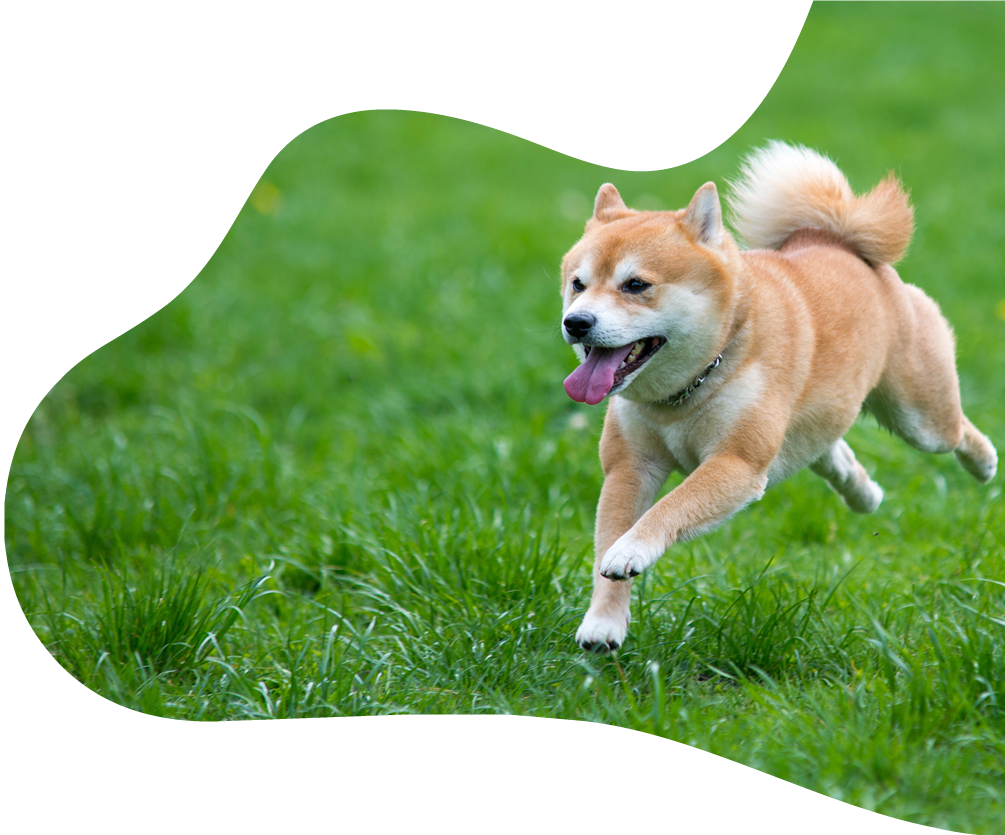 Energetic Shiba Inu Running Grass