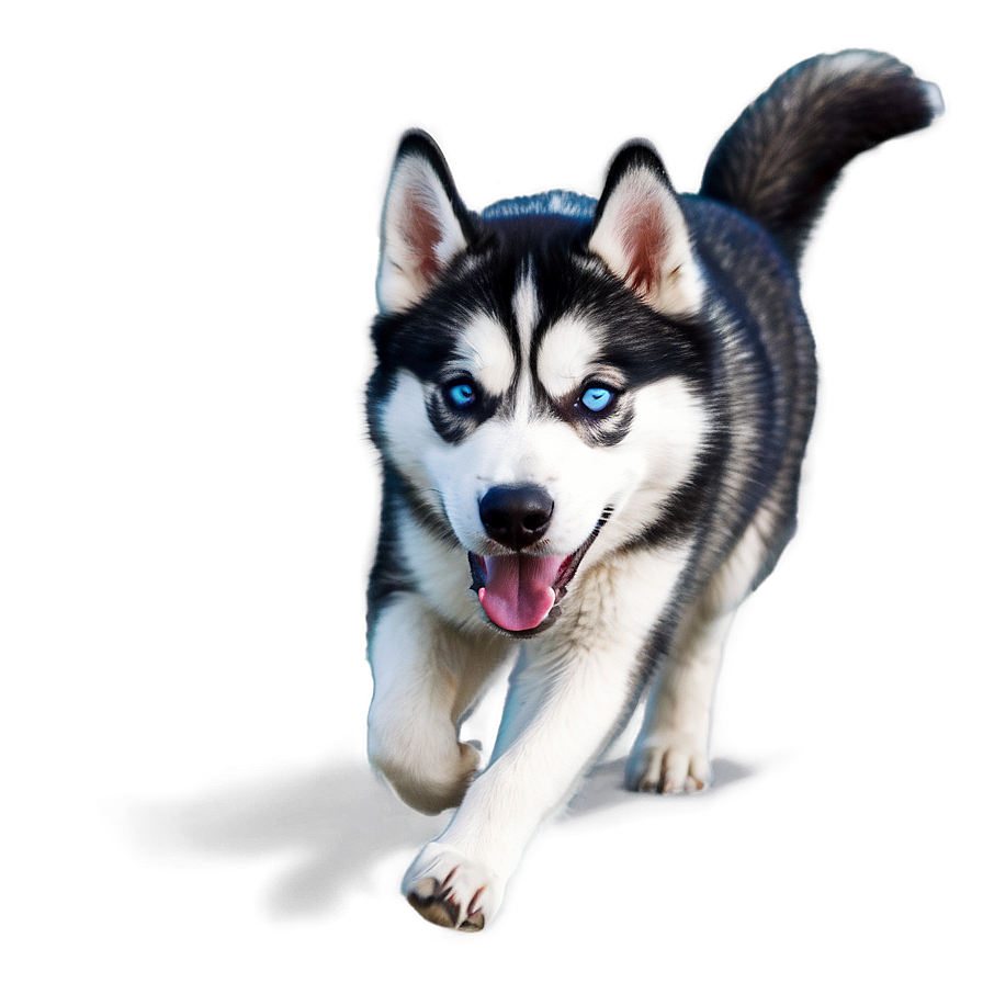 Energetic Siberian Husky Png 06252024