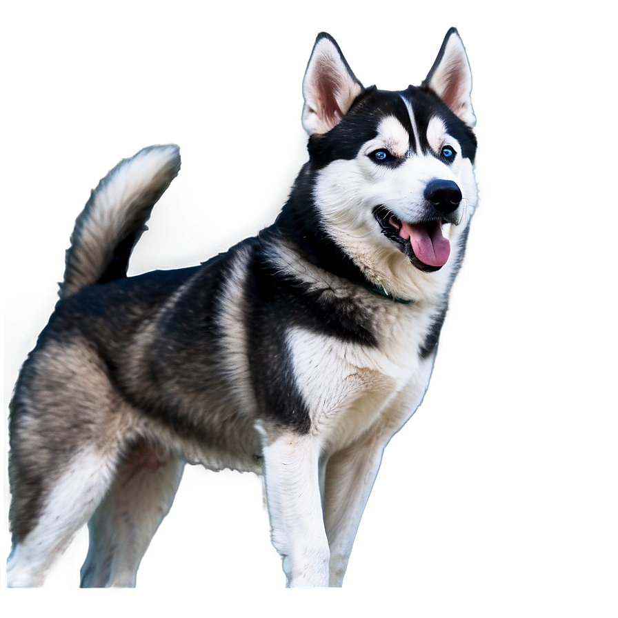 Energetic Siberian Husky Png 58