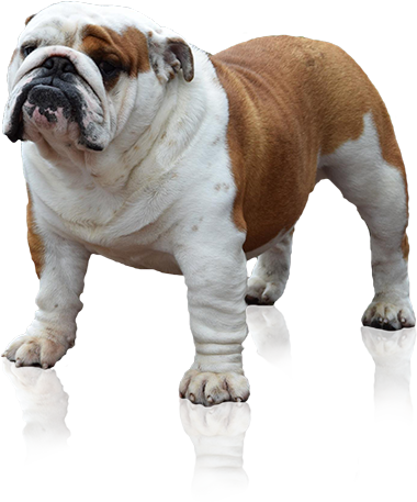 English Bulldog Standing Transparent Background PNG with transparent background
