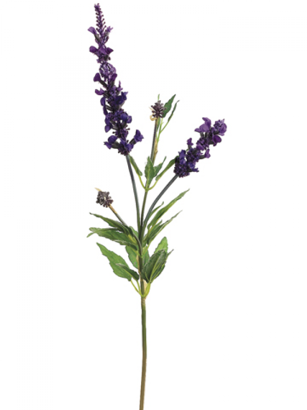 English Lavender Plant