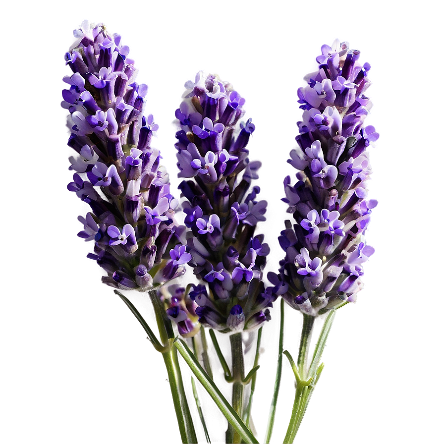 English Lavender Png 6