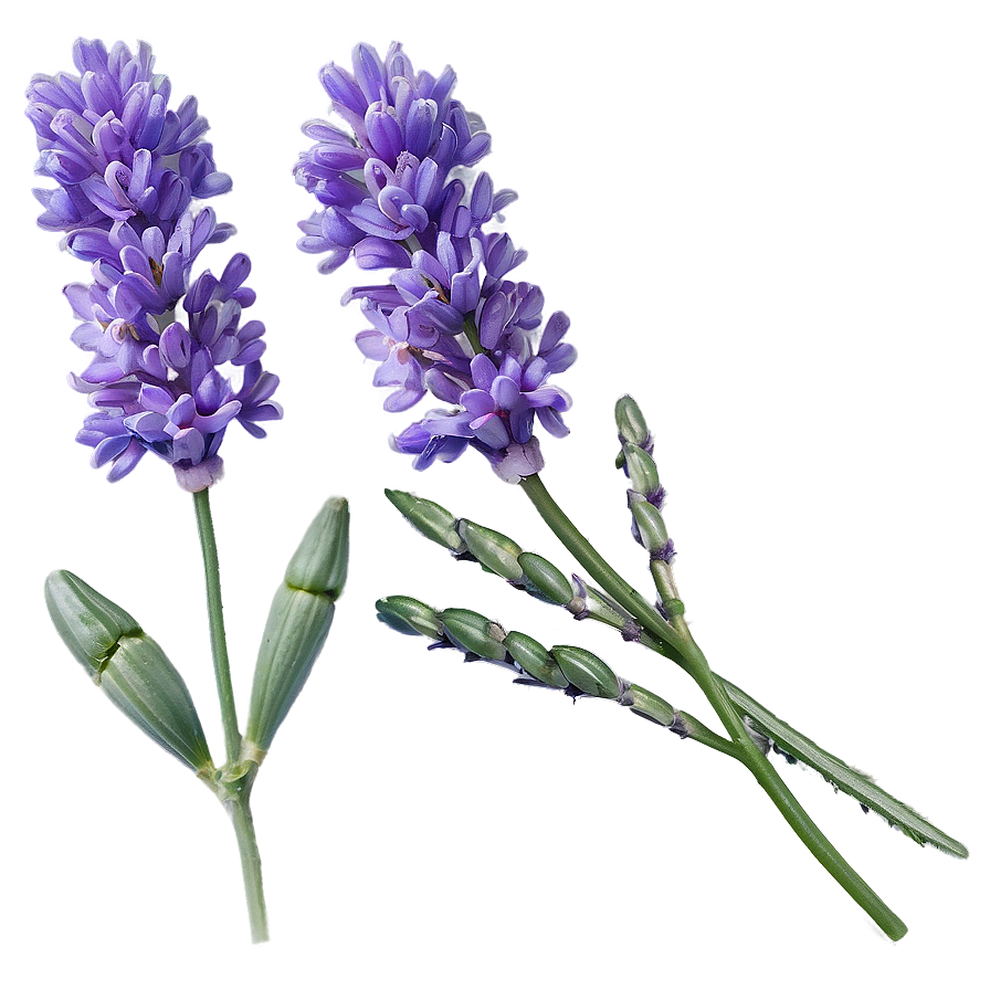 English Lavender Png Ewx39