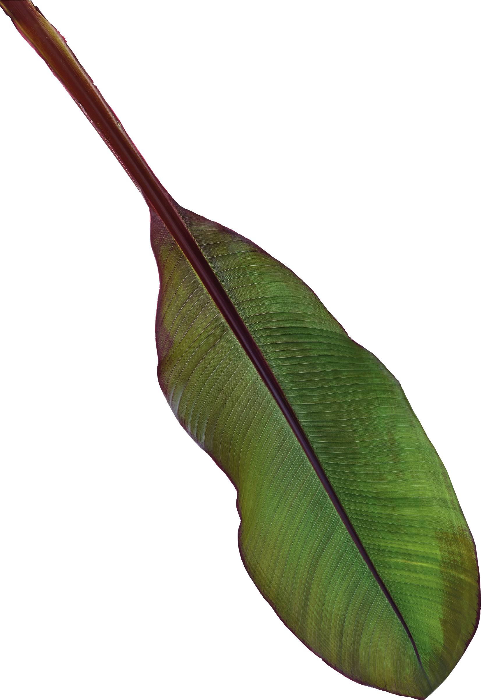 Ensete, HD Png Download PNG with transparent background