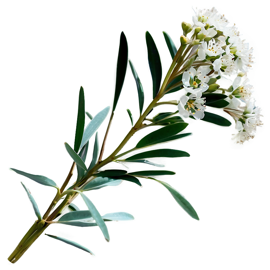 Eucalyptus Baby Breath Png Nut98