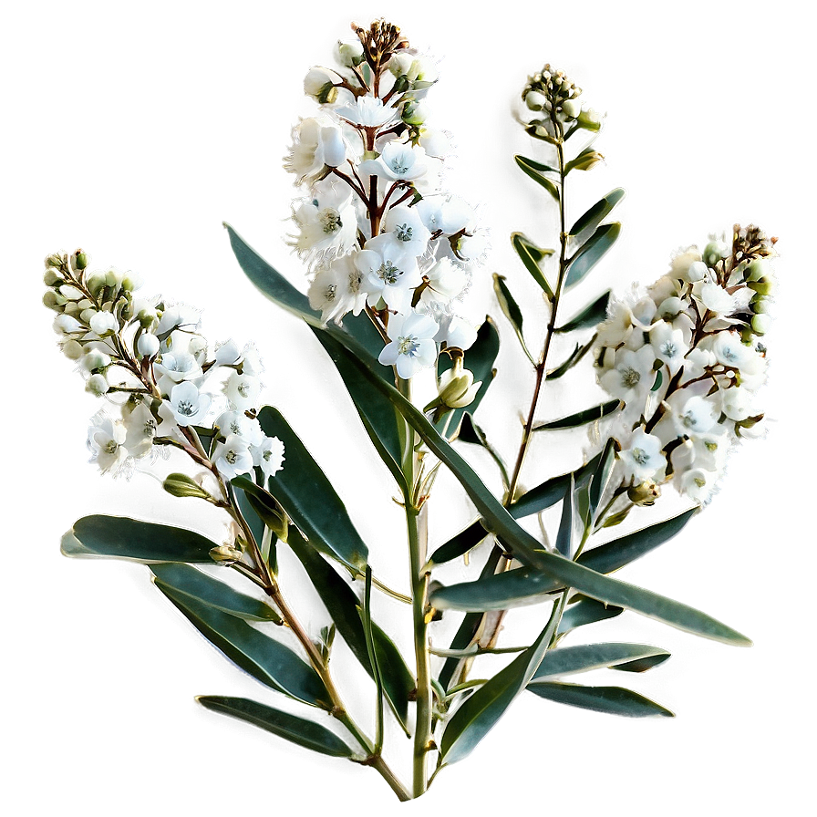 Eucalyptus Baby Breath Png Tyq