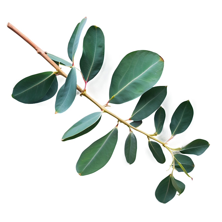 Eucalyptus Branch Flatlay PNG 95 PNG image with a transparent background, free high-resolution download