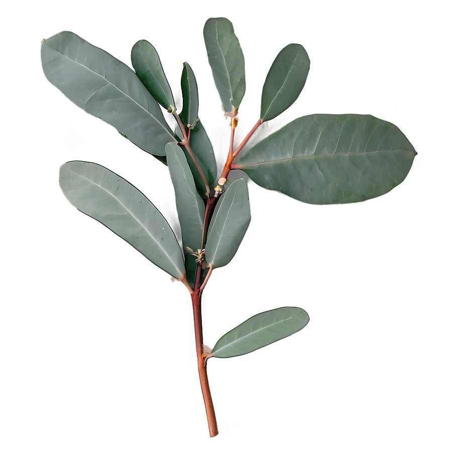 Eucalyptus Branch Flatlay PNG yfe14 PNG image with a transparent background, free high-resolution download