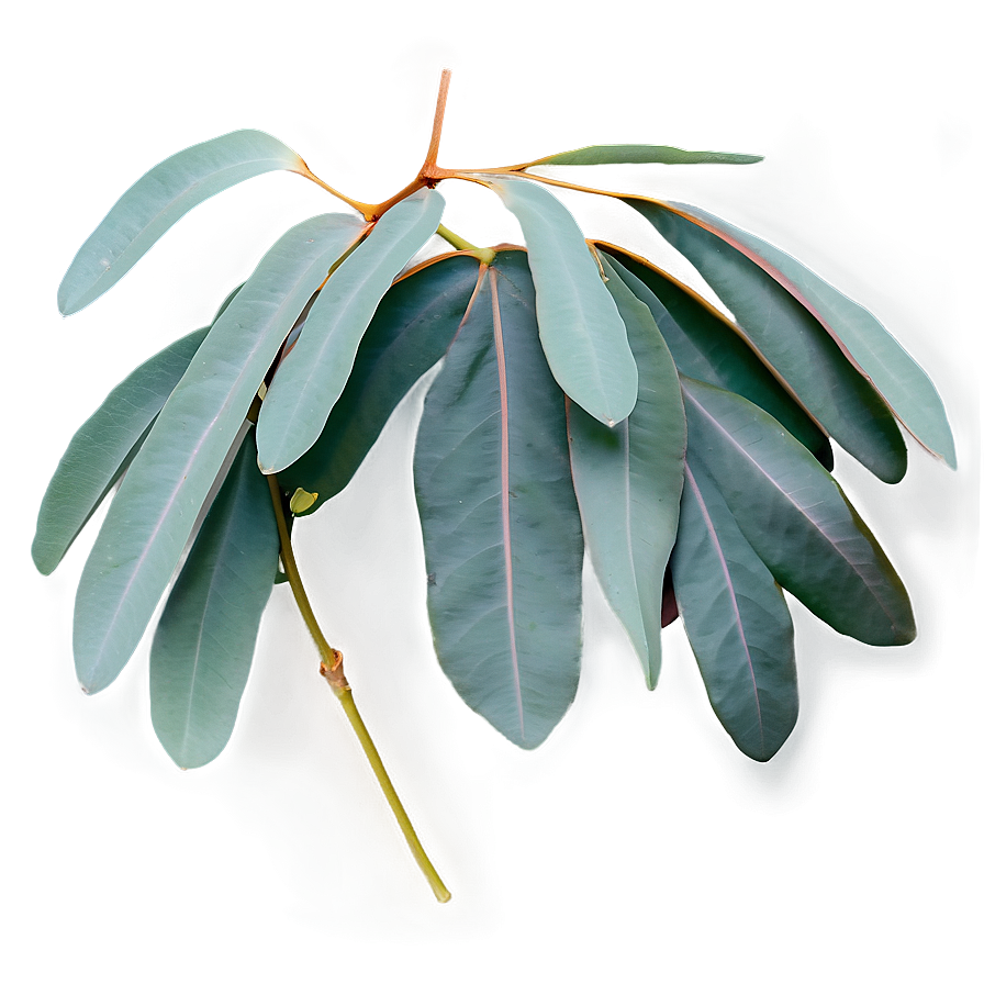 Eucalyptus Branch Flatlay PNG yku PNG image with a transparent background, free high-resolution download