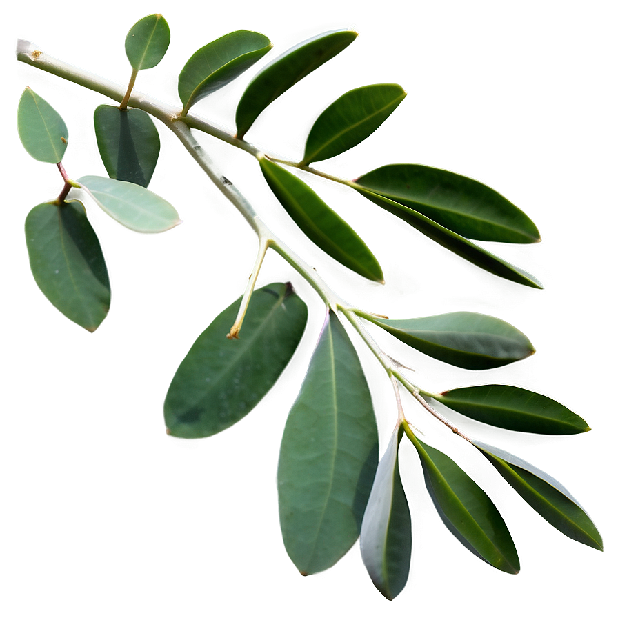 Eucalyptus Branch on White PNG 05242024 PNG image with a transparent background, free high-resolution download