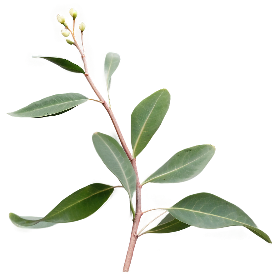 Eucalyptus Branch on White PNG 05242024 PNG image with a transparent background, free high-resolution download