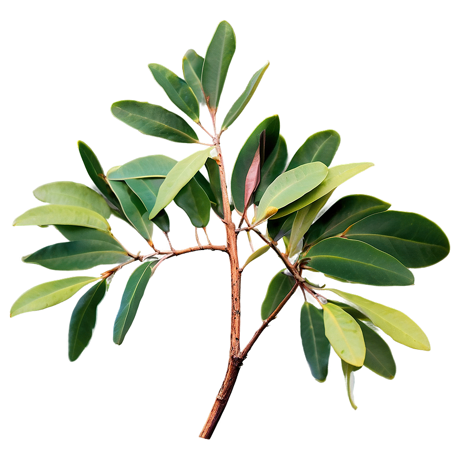 Eucalyptus Branch Png 61